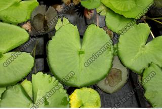 waterlily leaf 0001